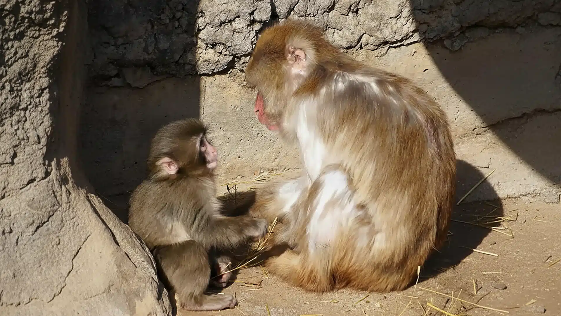 Японская обезьянка Панч нашла первых друзей после отказа матери
